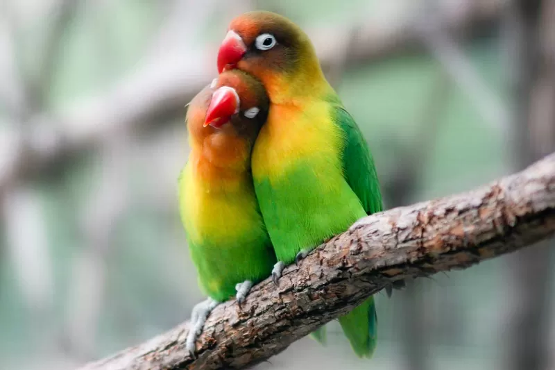 Lovebird; sursă foto: lovetoknowpets.com