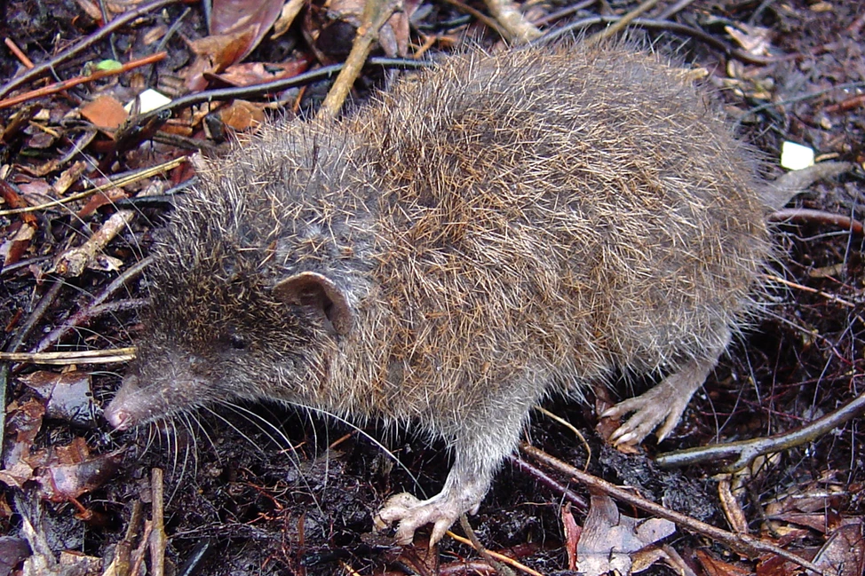 Podogymnura intermedia este una dintre cele două specii noi de gimnură descrise; sursă foto: discoverwildanimals.com