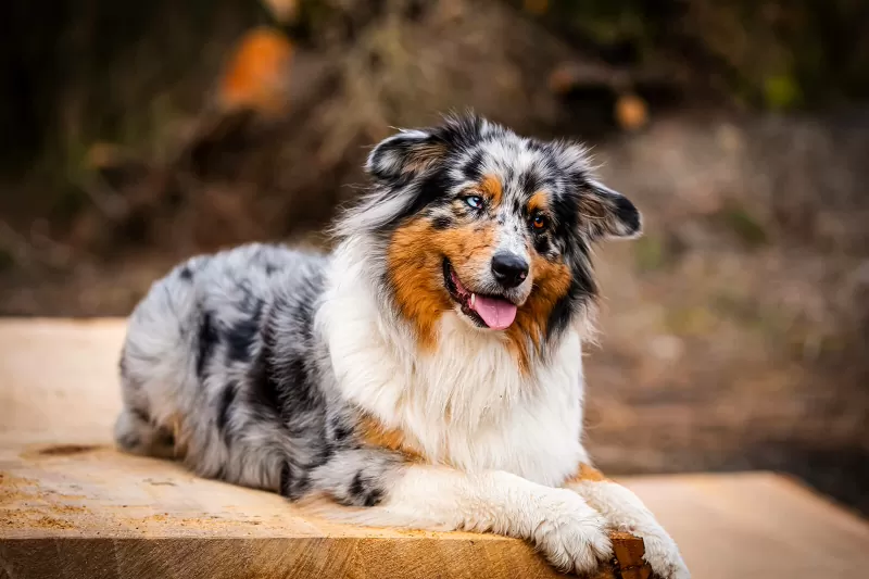 bBândul Aussie Australian; sursă foto: lovetoknowpets.com