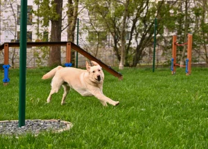 De ce stau cățeii la soare? Sursa foto: Arhiva Animal Zoo