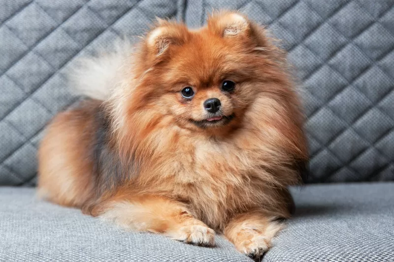 Rase de câini care adoră joaca: pomeranian; sursă foto: lovetoknowpets.com