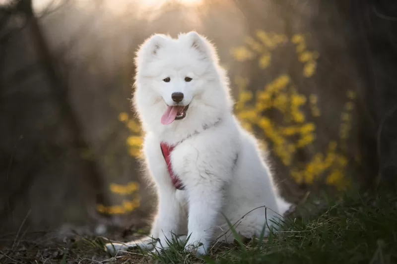 rasa Samoyed; sursă foto: lovetoknowpets.co,