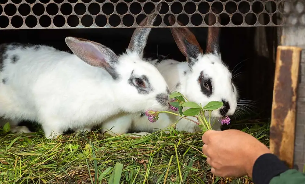 2 iepurași; sursă foto: petkeen.com