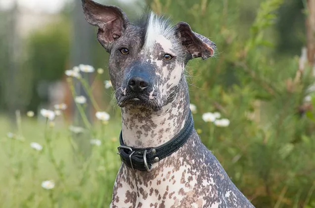 un exemplar din rasa Xoloitzcuintli