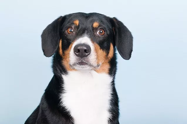 Câine de munte Entlebucher