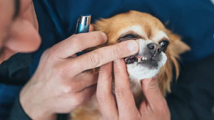 Abces dentar; sursă foto: pawlicy.com