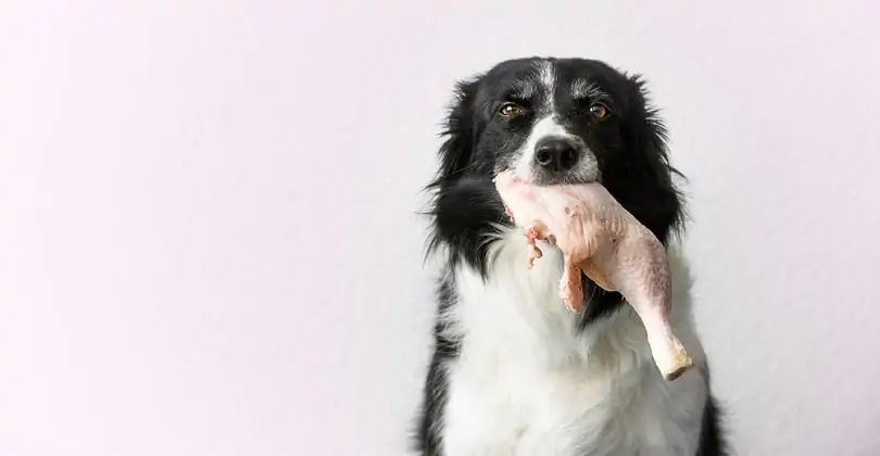 Salmonella la câini; sursă foto: shutterstock