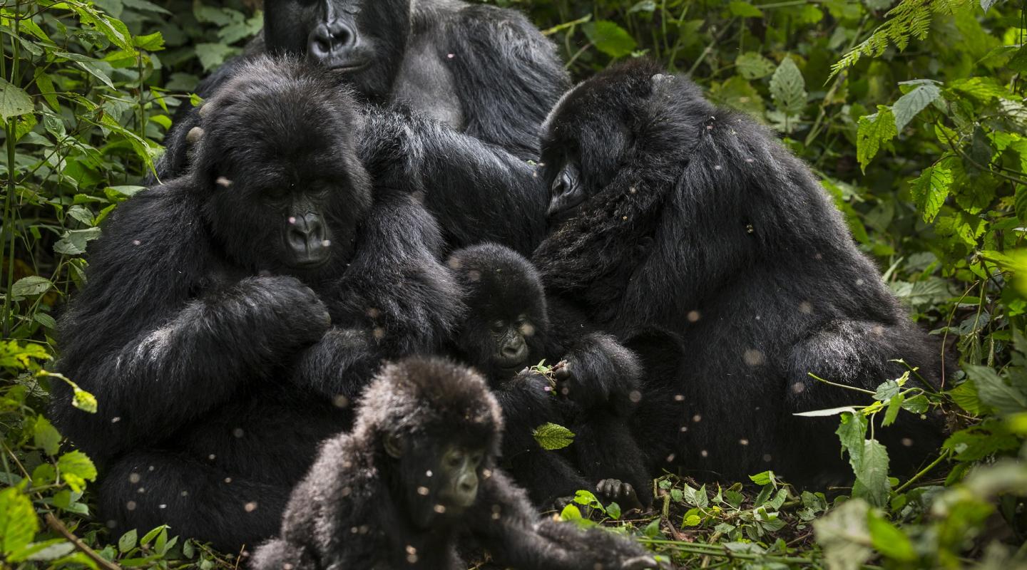 Gorilele de munte; foto Brent Stirton WWF.org