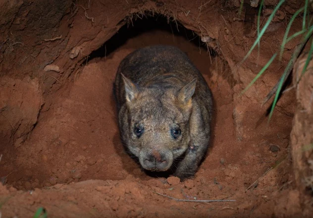 wombatul australia, mai sunt doat 300 de exemplare în toată lumea