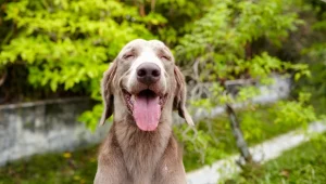 câine cu limba scoasă afara sursă foto: dogtime.com