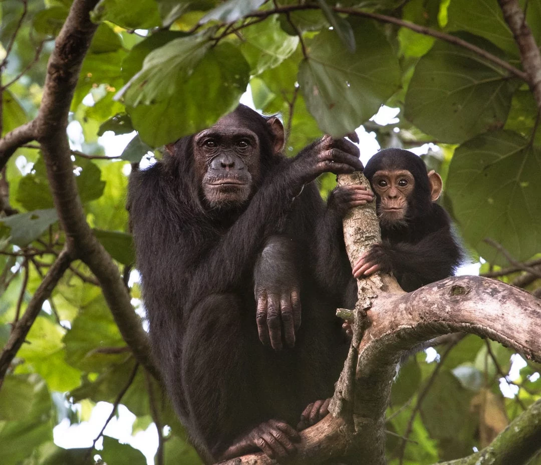 sursă foto: Virunga National Park