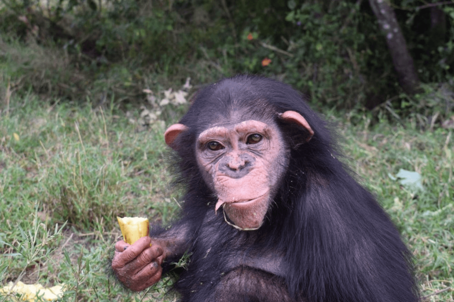 cimpanzeu; sursă foto: Adevarul.ro
