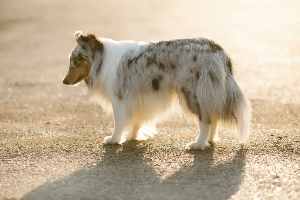 Collie; sursă foto: pawtracks.com