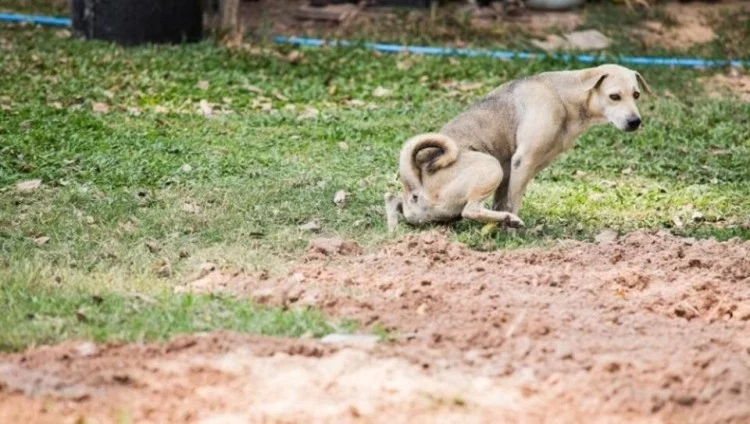 constipația la câini; sursă foto: petkken.xom