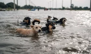 câini care luptă să supraviețuiască; sursă foto: Daily Express
