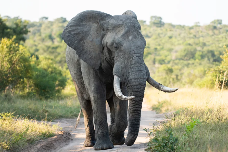 Un dinte de elefant cântărește 9 kg.