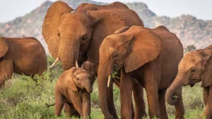 Lucruri interesante despre elefanți pe care nu le știai