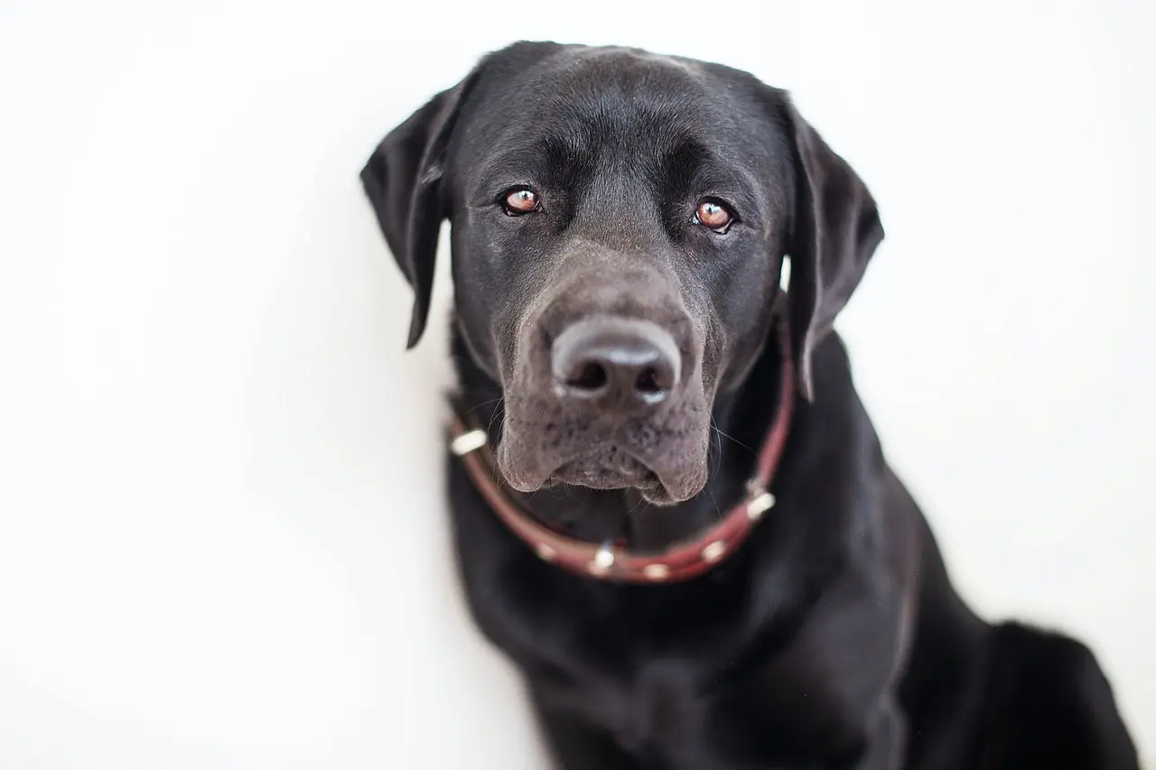 labrador negru; sursă foto: pawtracks.com