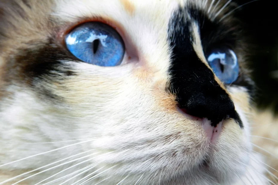 pisicuță cu ochi albaștri; sursă foto: Mirella Cosimati/paw tracks.com