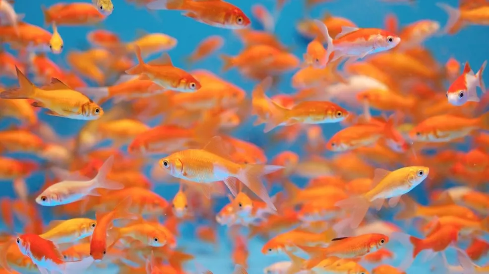 Peștii aurii sunt, de fapt, un model comun pentru studierea memoriei; sursă foto: shutterstock.com