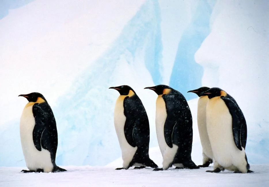 Mai mulți pinguini