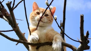 pisicuță blocată în copac