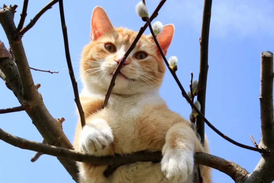 pisicuță blocată în copac
