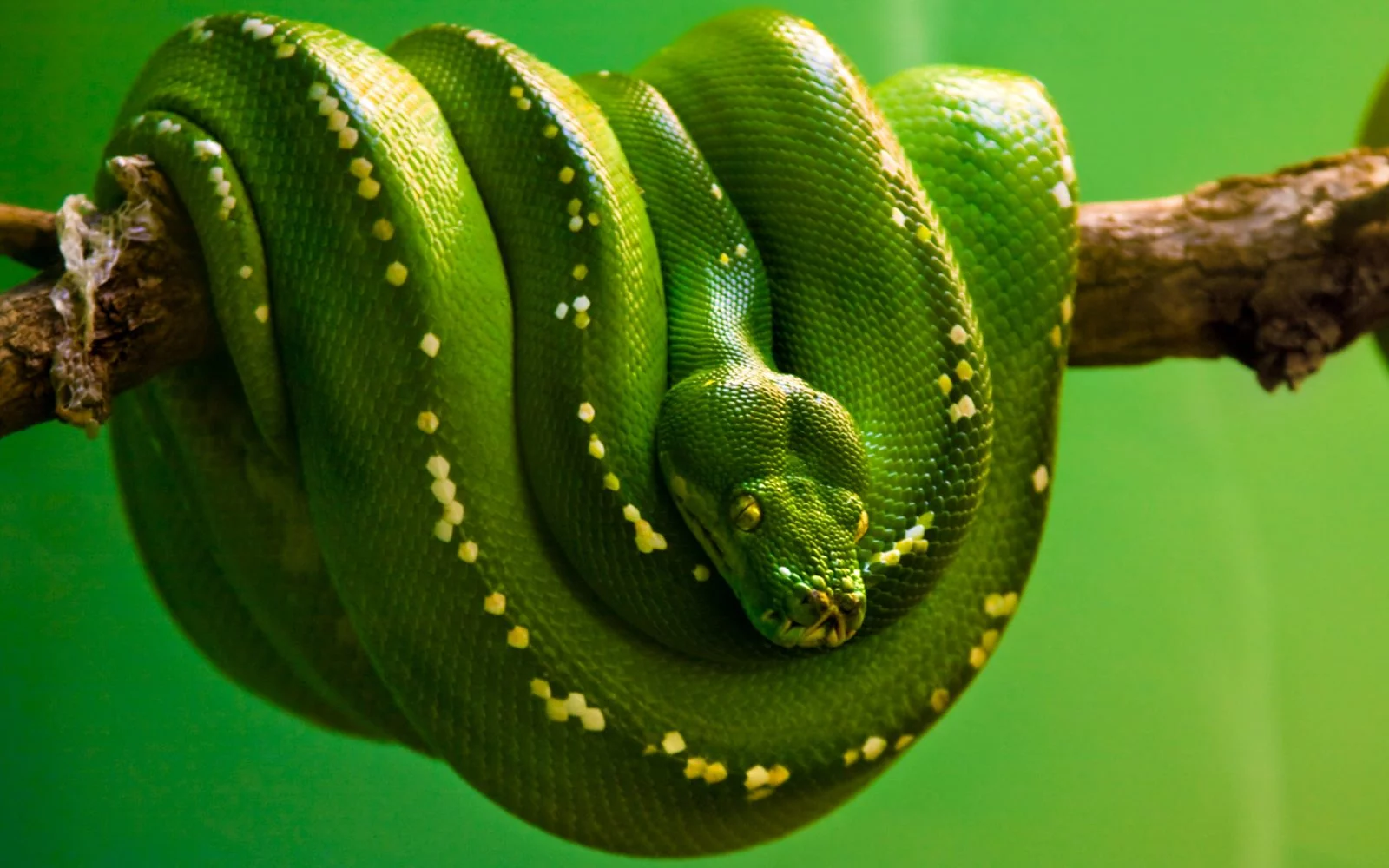 sursă foto: Serpientes