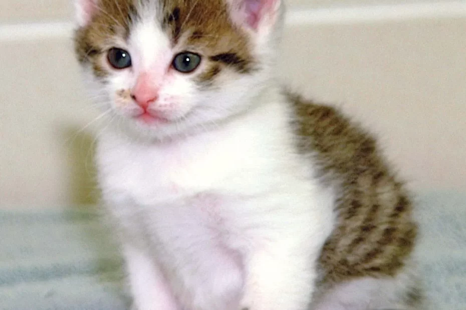 CC, prima pisicip clonată, sursă foto; Encyclopedia Brittanica