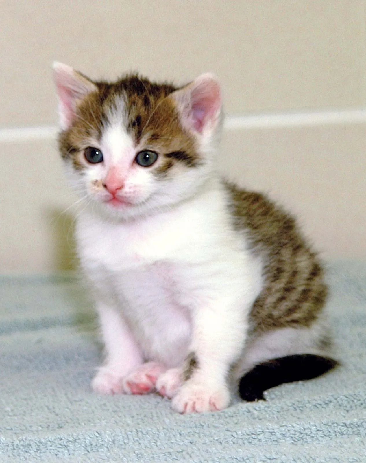 CC, prima pisicip clonată, sursă foto; Encyclopedia Brittanica