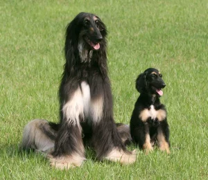 Snuppy, primul câine clonat; sursă foto: Time