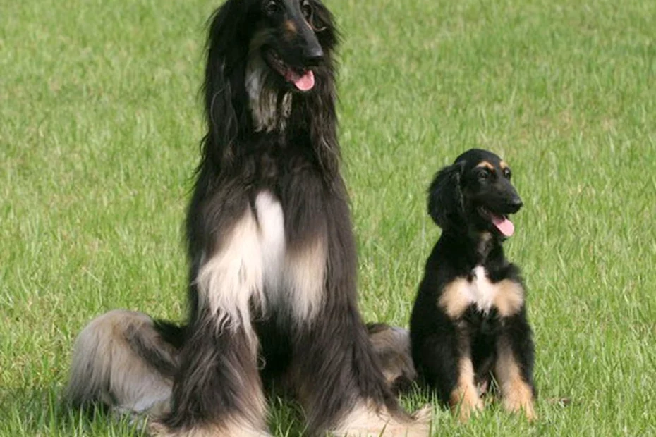 Snuppy, primul câine clonat; sursă foto: Time