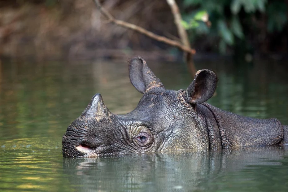 foto; Stephen Belcer/WWF.org