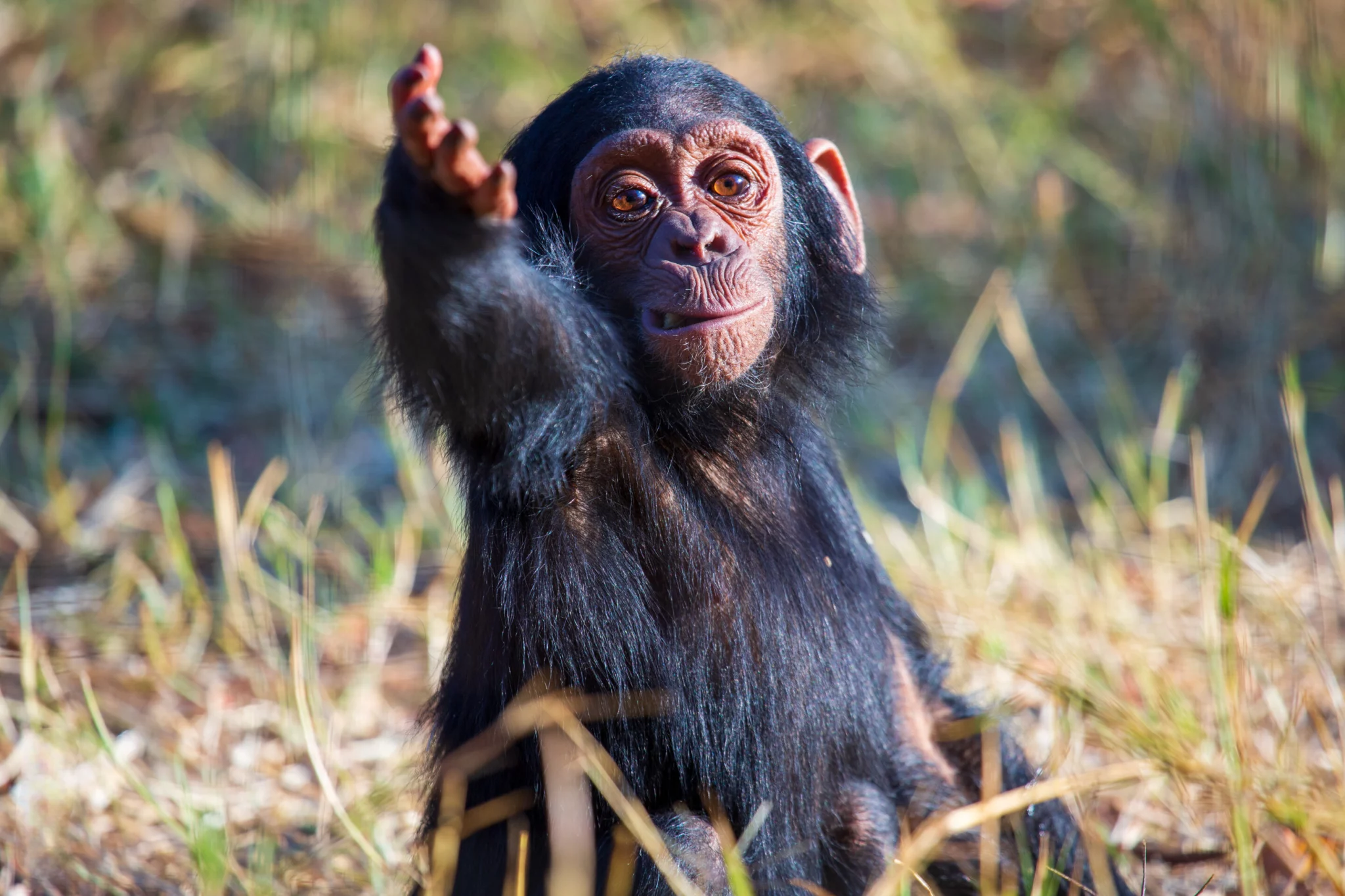 Comunicarea cimpanzeilor se aseamănă cu cea a bebelușilor umani