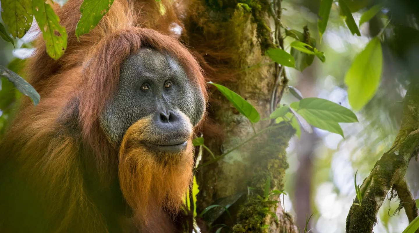 urangutanul tapanuli; foto wwf.org