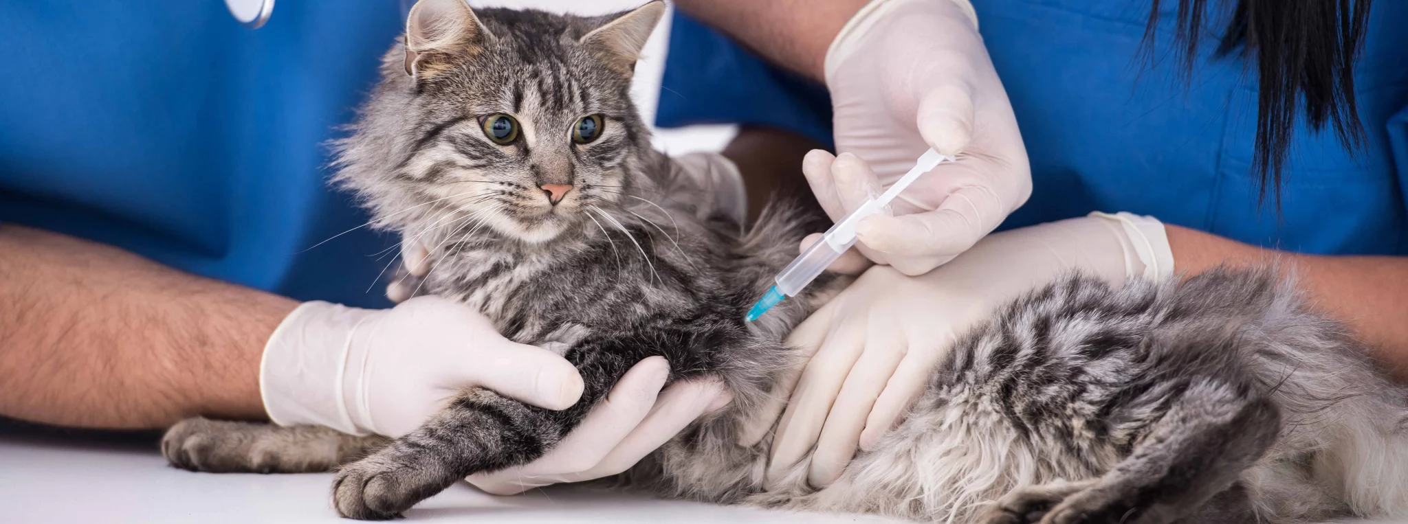 sfaturi pentru îngrijirea pisicii; vaccinarea este extrem de importantă; sursă foto: College Manor Veterinary Hospital