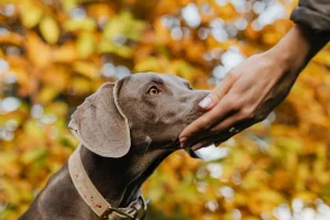 Ce trucuri știe să facă câinele tău? Sursa foto: pexels.com