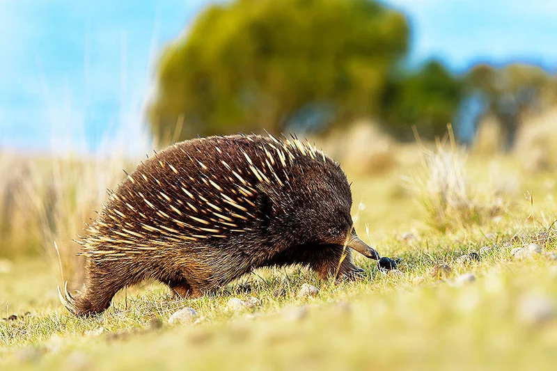 echidna cu ciuoc surt: sursă foto: earth.com