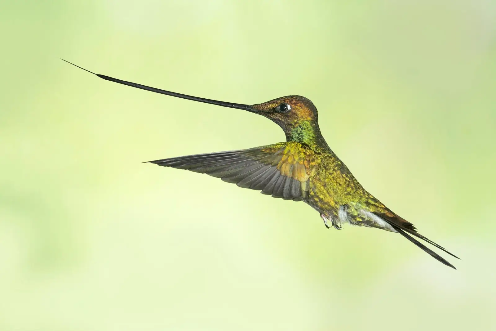 Păsările colibri: O pasăre care zboară