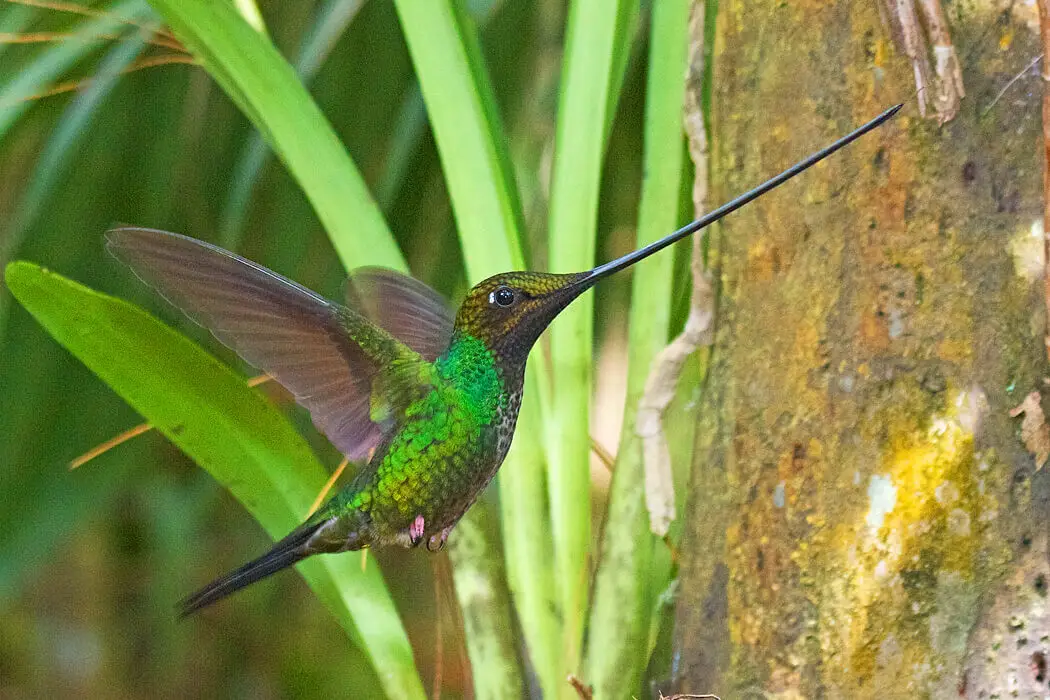 O pasăre colibri