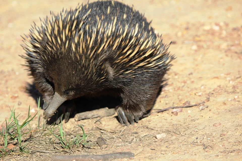 echidnacu cioc surt; susă foto: earth.com