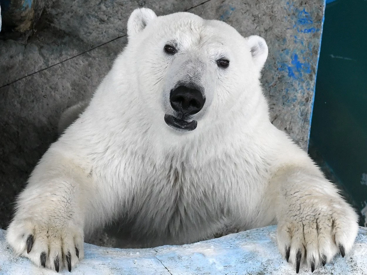 urșii polari sunt recunoscuți că sunt animale solitare; sursă foto: mediafax