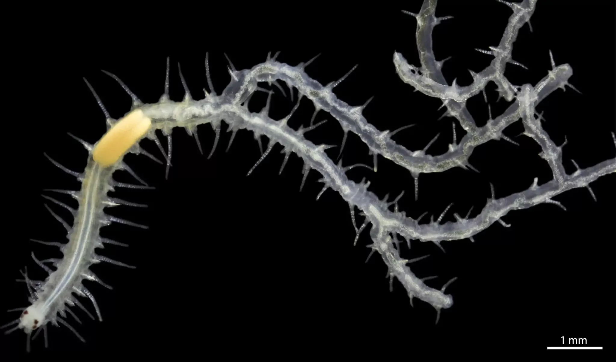 Ramisyllis multicaudata, viermele cu 100 de capete sursă foto SciTechDaily