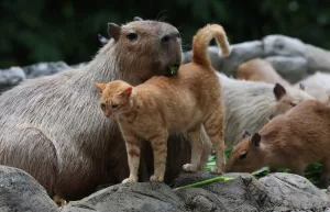 Pisica salbatica adoptata de o familie de capybara