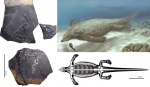 Specii de reptile marine antice, sursă foto Novataxa