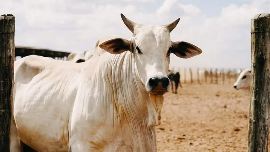 Cât plătesc fermierii la medicul veterinar atunci când vând un animal?