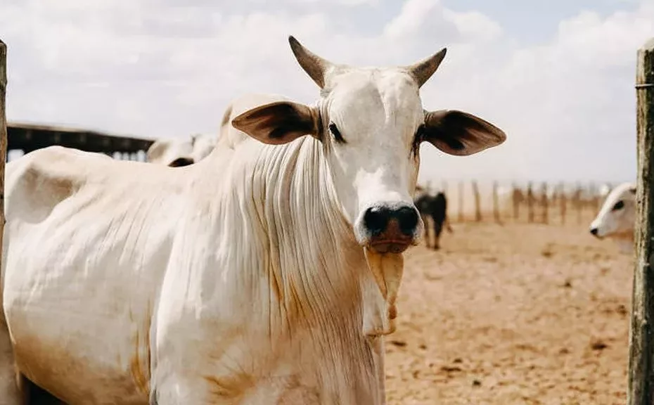 Cât plătesc fermierii la medicul veterinar atunci când vând un animal?