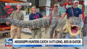 Aligatorul care a bătut recordul american; sursă foto: Fox News