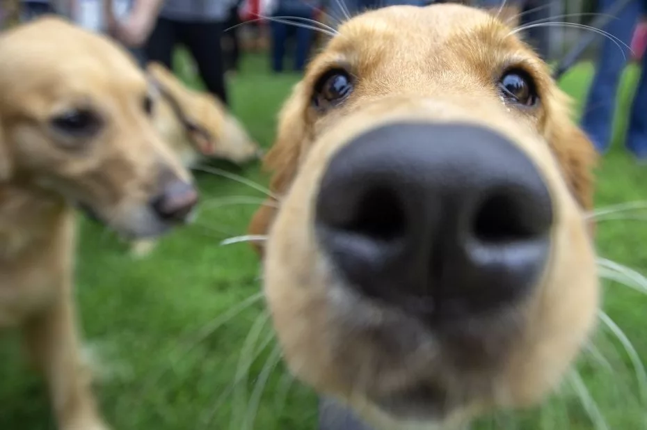 Animale de companie și sănătatea noastră; sursă foto: CNN