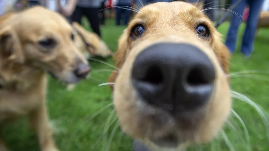 Animale de companie și sănătatea noastră; sursă foto: CNN